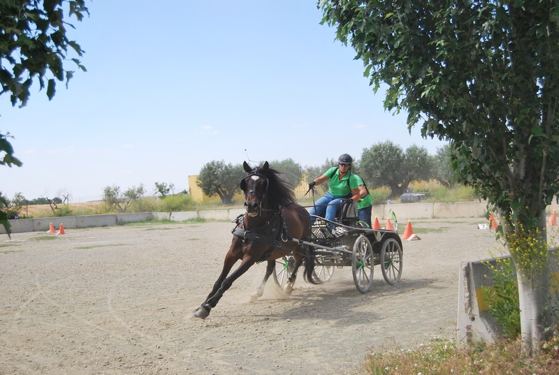 Mucho calor en La Pinturita en el Campeonato Navarro de Enganches Indoor